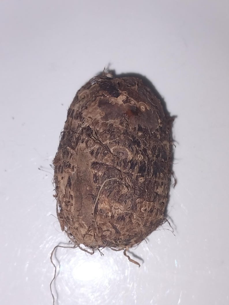 May include: A brown, knobby root vegetable with a rough, fibrous texture.