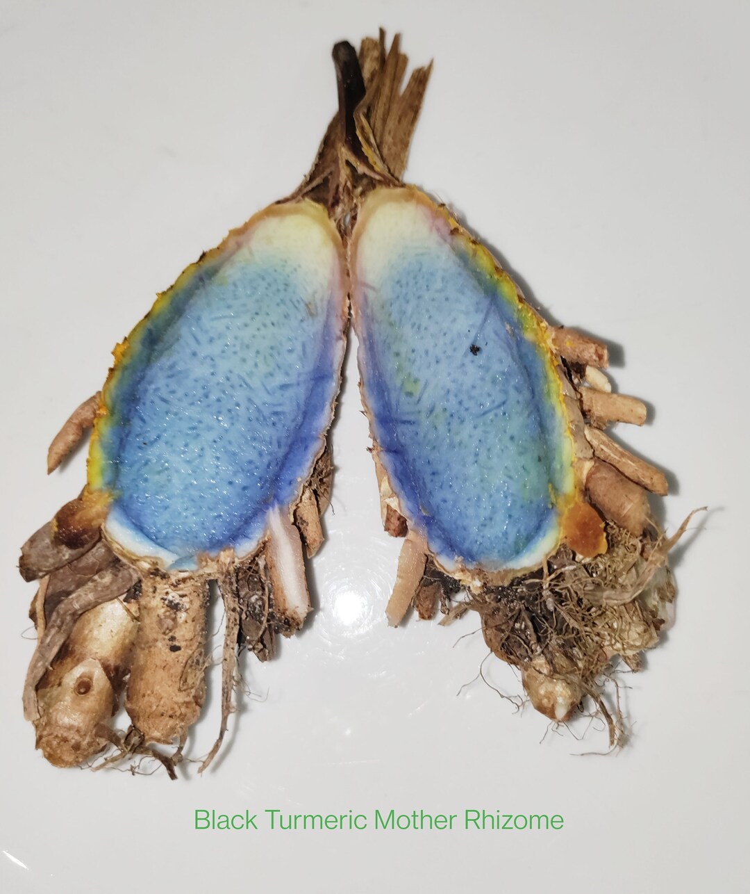 Fresh Black Turmeric Rhizomes Curcuma Caesia Kali Haldi Green Ashes