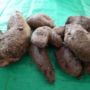 Ube - Purple yam per pound (Dioscorea alata) - aka Greater yam, Guyana Arrowroot -  Edible tubers- Florida Fresh!