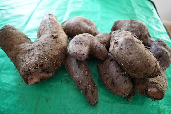 Ube - Purple yam per pound (Dioscorea alata) - aka Greater yam, Guyana Arrowroot -  Edible tubers- Florida Fresh!