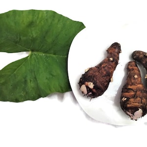 Malanga Plant (bare root) - Florida Fresh! Xanthosoma sagittifolium from Green Ashes Farm, 100% Organic