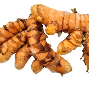 Orange Turmeric Rhizomes roots, Retail Curcuma longa from Green Ashes Farm, Florida Fresh 100% Organic image 1