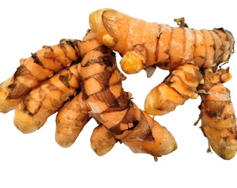 Orange Turmeric Rhizomes (roots), Retail | Curcuma longa from Green Ashes Farm, Florida Fresh! 100% Organic