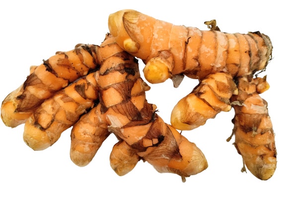 Orange Turmeric Rhizomes (roots), Retail - Curcuma longa from Green Ashes Farm,Florida Fresh! 100% Organic