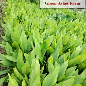 Orange Turmeric Rhizomes roots, Retail Curcuma longa from Green Ashes Farm, Florida Fresh 100% Organic image 9