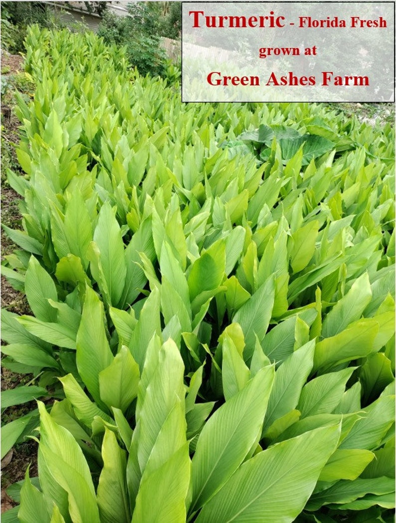 Orange Turmeric Rhizomes roots, Retail Curcuma longa from Green Ashes Farm, Florida Fresh 100% Organic image 9