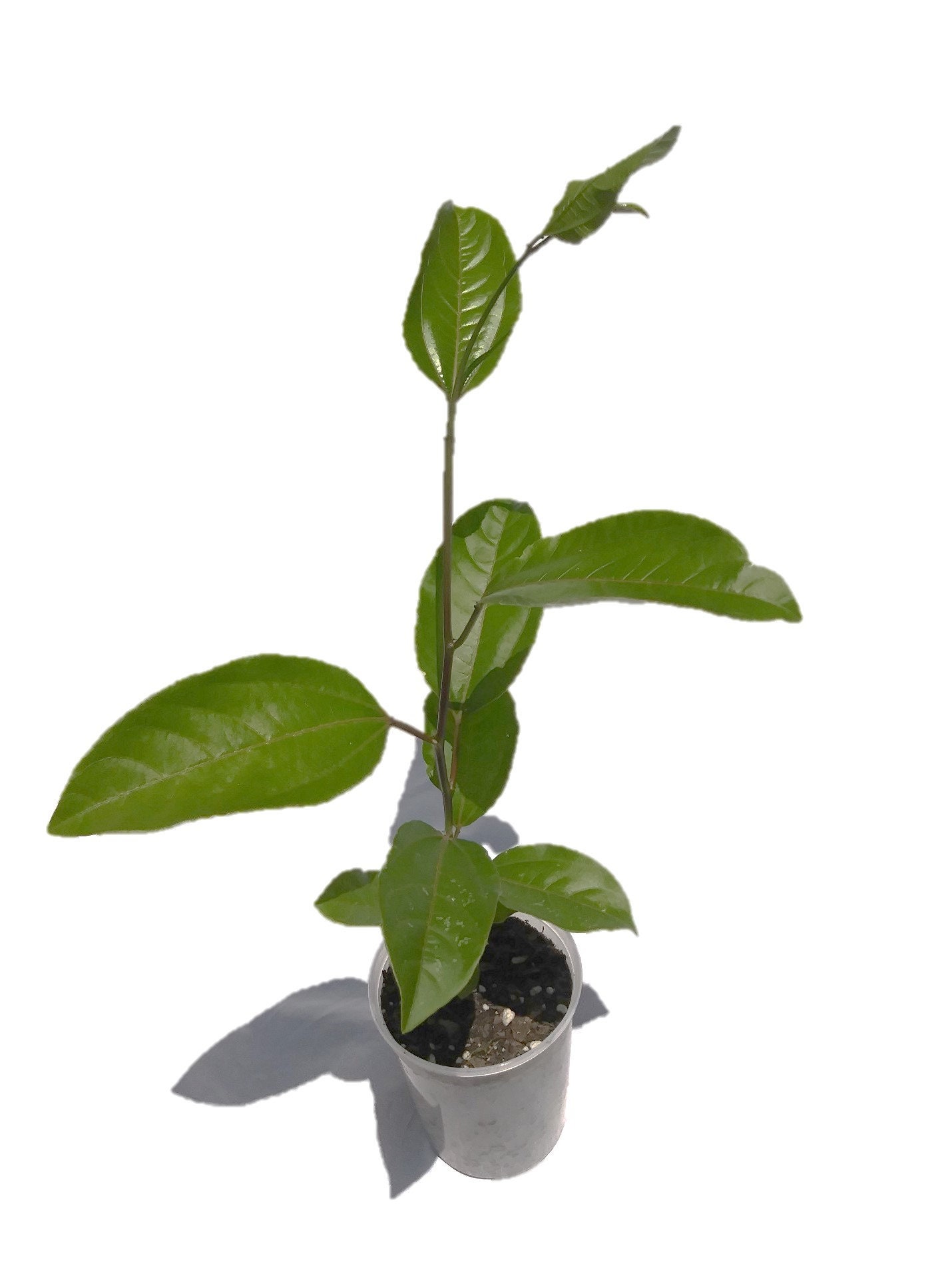 Purple and Yellow Passion Fruit Plants Florida Fresh Etsy