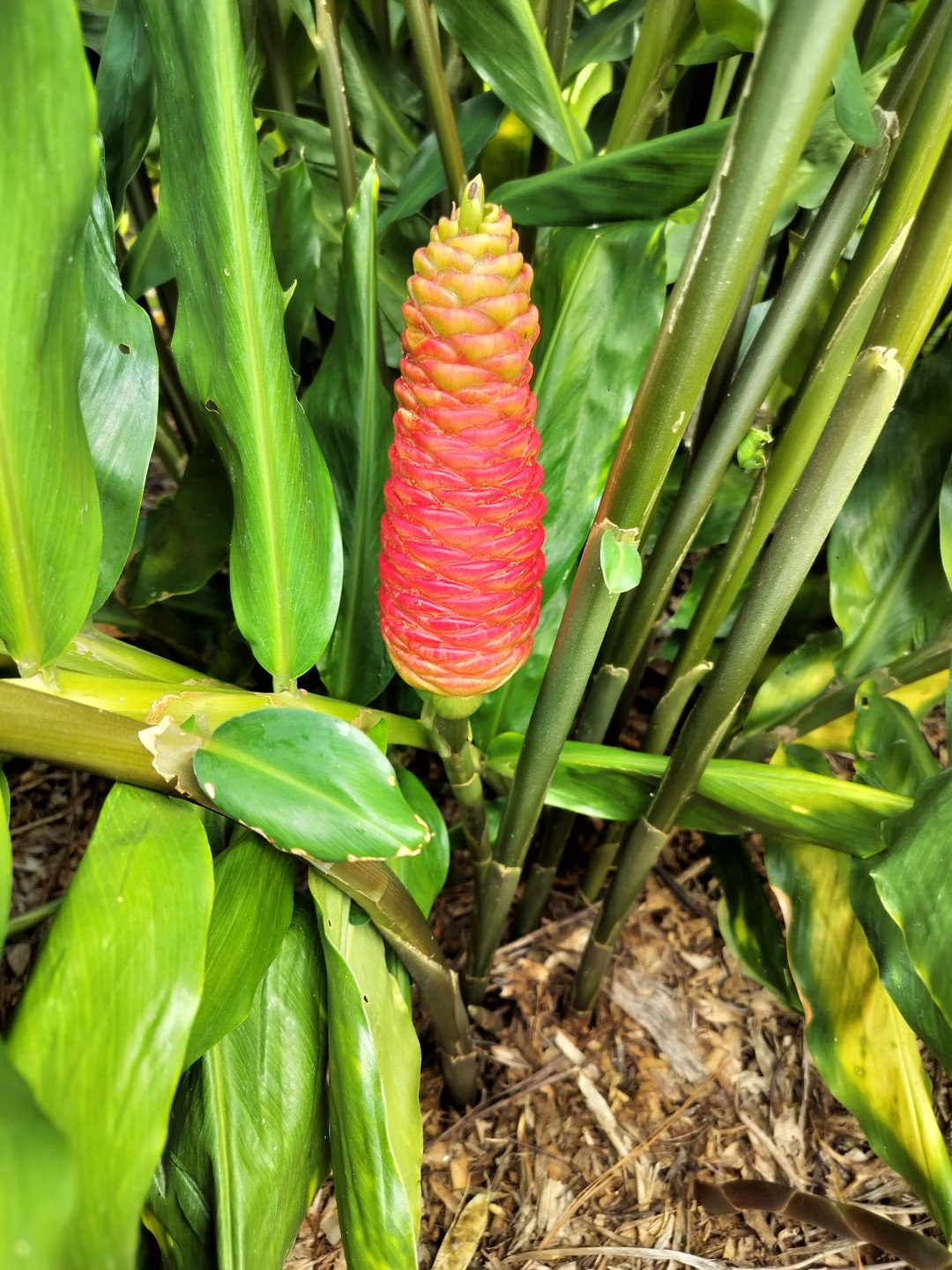 3 Pinecone Ginger Plants bare Root Shampoo Ginger/zingiber Zerumbet
