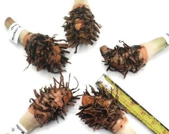 5 Orange Turmeric Mother Rhizomes- Florida Fresh! Curcuma longa from Green Ashes Farm, 100% Organic