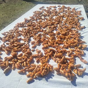 Orange Turmeric Rhizomes roots, Retail Curcuma longa from Green Ashes Farm, Florida Fresh 100% Organic image 5