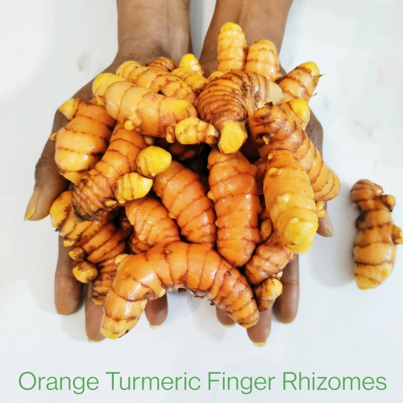 Orange Turmeric Rhizomes roots, Retail Curcuma longa from Green Ashes Farm, Florida Fresh 100% Organic image 2