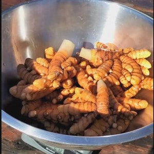 Orange Turmeric Rhizomes roots, Retail Curcuma longa from Green Ashes Farm, Florida Fresh 100% Organic image 6