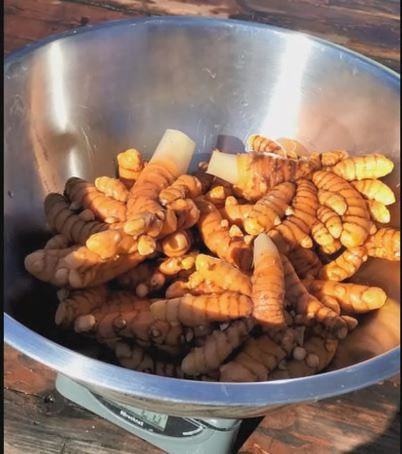 Orange Turmeric Rhizomes roots, Retail Curcuma longa from Green Ashes Farm, Florida Fresh 100% Organic image 6