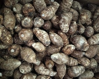 5 lbs Florida Fresh Eddoe Corms - Taro, Dasheen (Colocasia Antiquorum)