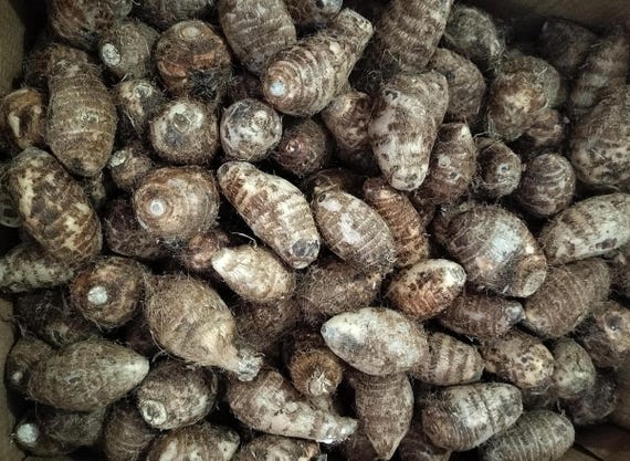 Eddoe - Edible corms per pound (Colocasia antiquorum) - aka Eddo, Taro or Dasheen -  Florida Fresh!