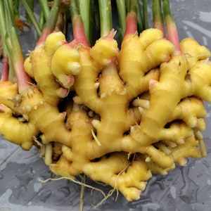 Ginger rhizomes retail - Florida Fresh | Retail - Zingiber officinale from Green Ashes Farm, 100% Organic