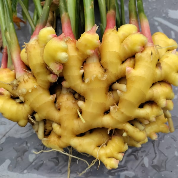 Ginger rhizomes retail - Florida Fresh | Retail - Zingiber officinale from Green Ashes Farm, 100% Organic