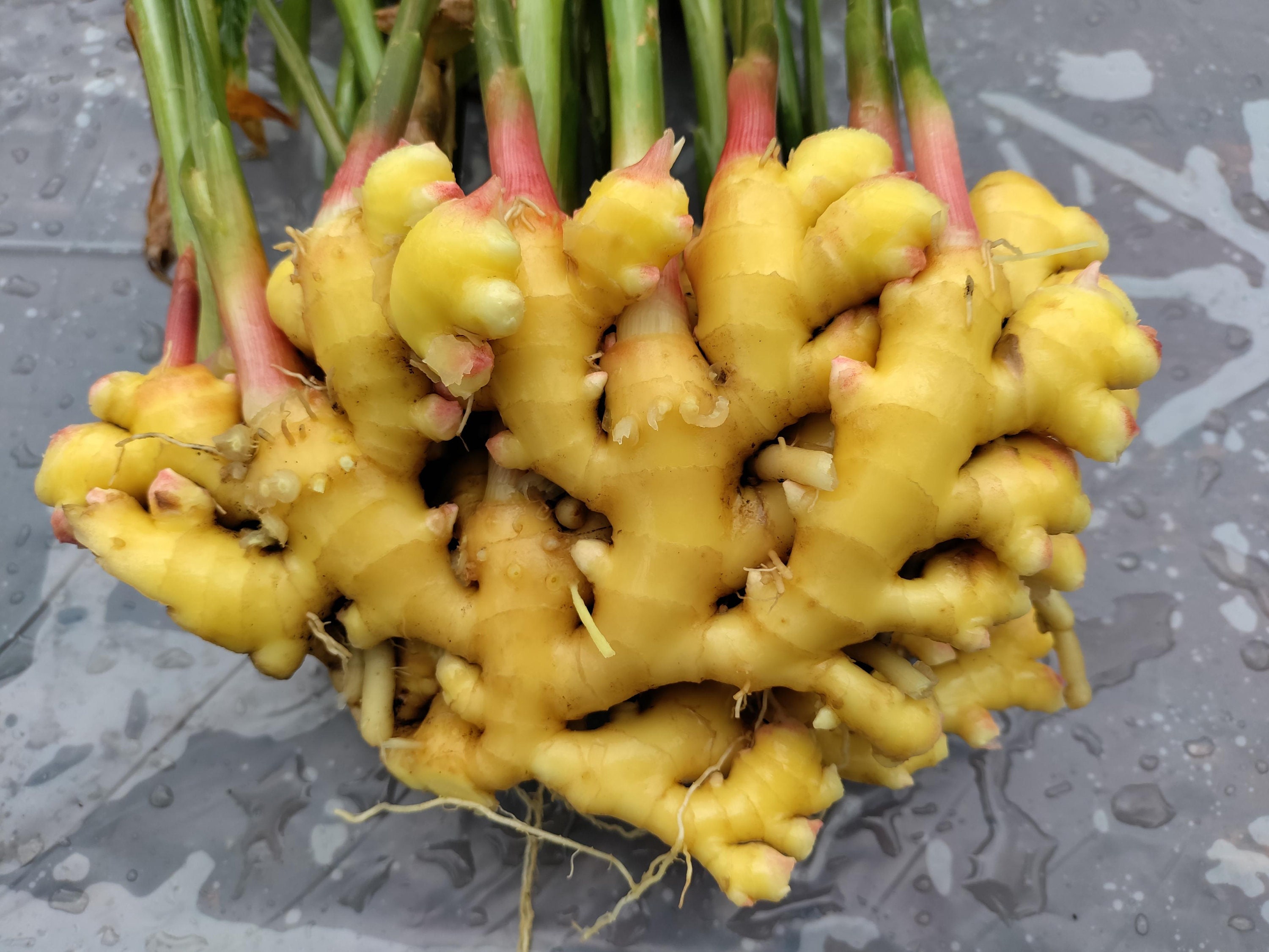 Ginger rhizomes retail - Florida Fresh | Retail - Zingiber officinale from Green Ashes Farm, 100% Organic