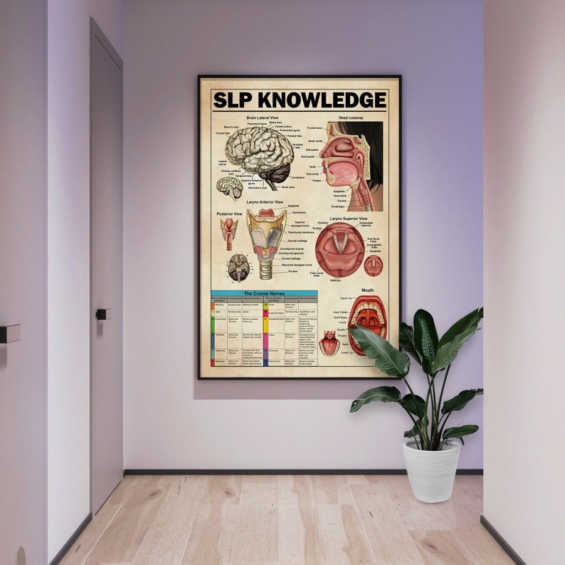 以下が含まれることがあります： 「SLP KNOWLEDGE」というタイトルのヴィンテージスタイルのポスターで、人間の脳、鼻腔、喉頭、口のイラストが描かれています。ポスターには、ラベル付けされた解剖図と「脳神経」というタイトルの表が含まれています。