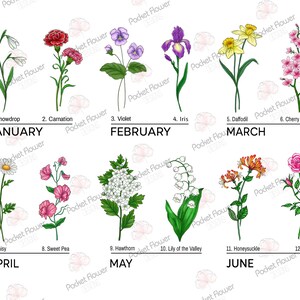 Puede incluir: Un gr&aacute;fico con ilustraciones de flores que representan cada mes del a&ntilde;o. Enero: Matasuegras, Febrero: Violeta, Marzo: Narciso, Abril: Margarita, Mayo: Espino blanco, Junio: Madreselva, Julio: Rosa, Agosto: Ch&iacute;charo dulce, Septiembre: Gloria de la ma&ntilde;ana, Octubre: Cal&eacute;ndula, Noviembre: Crisantemo, Diciembre: Acebo.