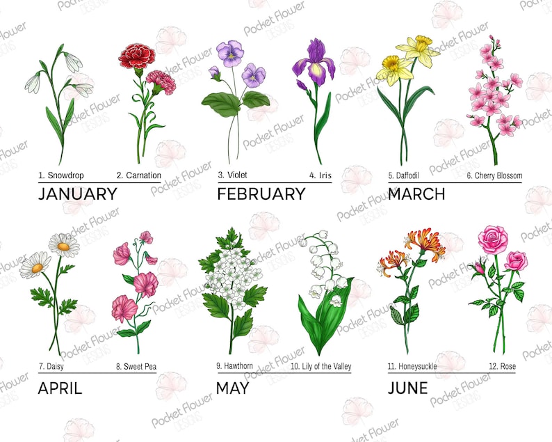 Puede incluir: Un gr&aacute;fico con ilustraciones de flores que representan cada mes del a&ntilde;o. Enero: Matasuegras, Febrero: Violeta, Marzo: Narciso, Abril: Margarita, Mayo: Espino blanco, Junio: Madreselva, Julio: Rosa, Agosto: Ch&iacute;charo dulce, Septiembre: Gloria de la ma&ntilde;ana, Octubre: Cal&eacute;ndula, Noviembre: Crisantemo, Diciembre: Acebo.