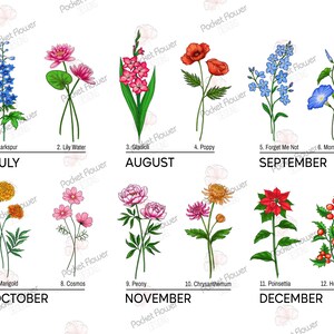 Puede incluir: Un gr&aacute;fico con ilustraciones de flores que representan cada mes del a&ntilde;o. Las flores est&aacute;n etiquetadas con sus nombres y los meses que representan. Julio: Delphinium, Agosto: Gladiolo, Septiembre: No me olvides, Octubre: Cal&eacute;ndula, Noviembre: Peon&iacute;a, Diciembre: Acebo.