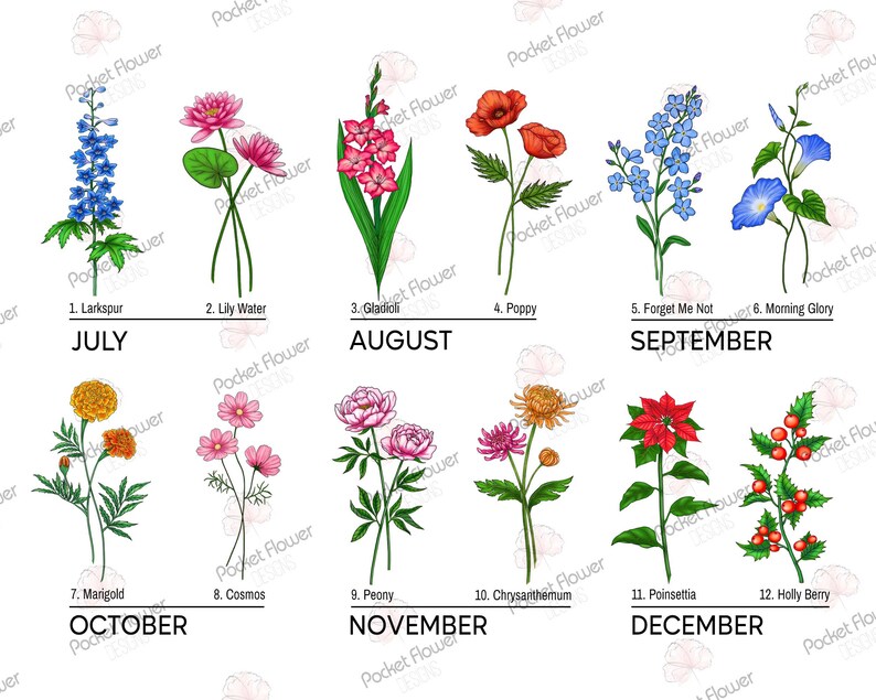 Puede incluir: Un gr&aacute;fico con ilustraciones de flores que representan cada mes del a&ntilde;o. Las flores est&aacute;n etiquetadas con sus nombres y los meses que representan. Julio: Delphinium, Agosto: Gladiolo, Septiembre: No me olvides, Octubre: Cal&eacute;ndula, Noviembre: Peon&iacute;a, Diciembre: Acebo.
