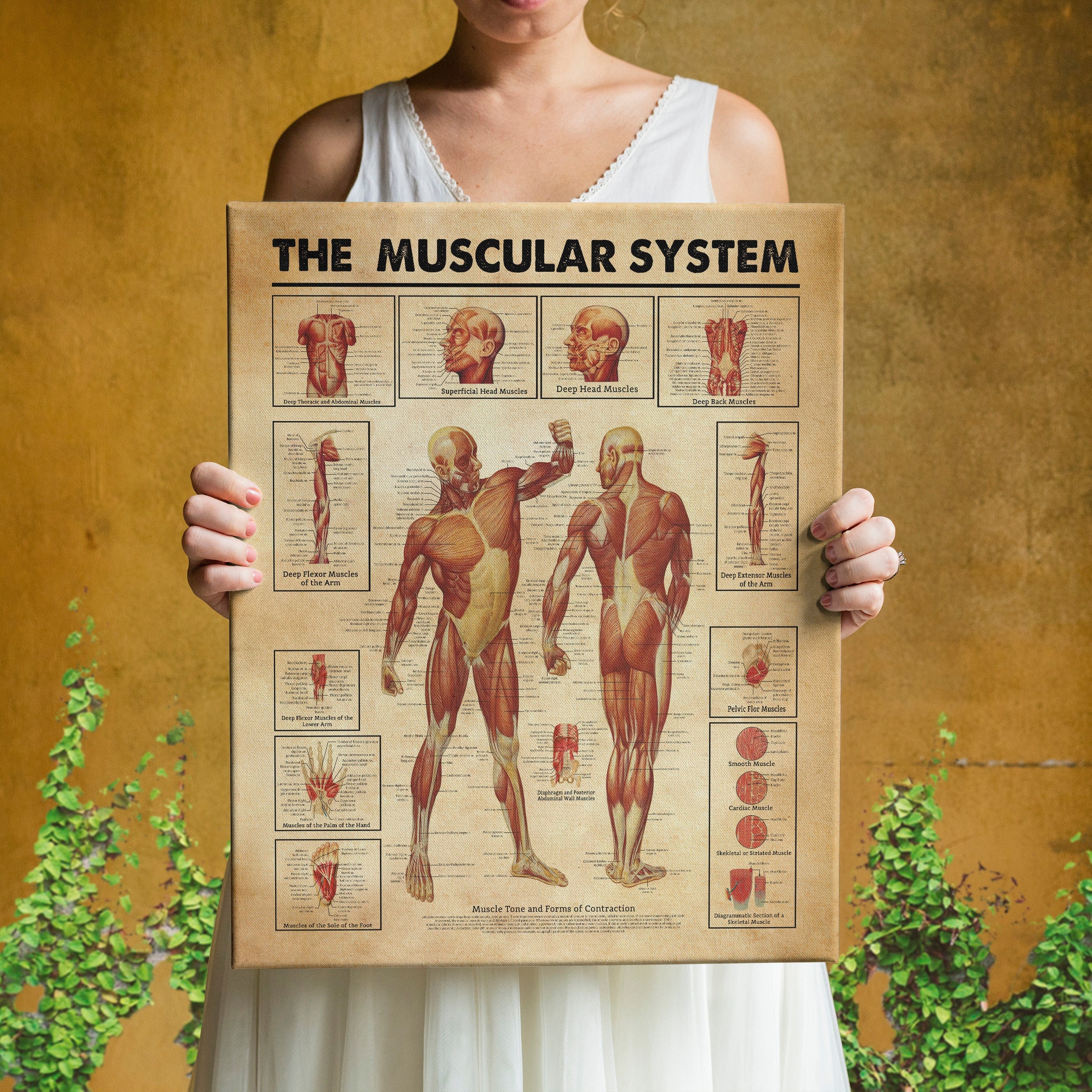 Muscular System Knowledge, Muscular System Print, Muscular System ...