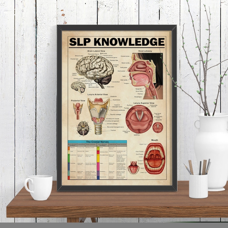 以下が含まれることがあります： 「SLP KNOWLEDGE」というタイトルのヴィンテージスタイルの教育ポスター。人間の頭、首、口の解剖学的イラストが詳細に描かれています。ポスターには、脳、喉頭、口のラベル付き図と、脳神経を説明する表が含まれています。