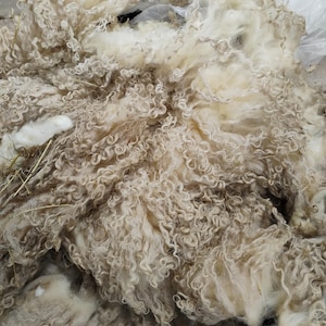 May include: A pile of raw, unprocessed sheep's wool. The wool is a mix of light beige and tan colors, with a curly, textured appearance. Some pieces of hay are visible within the wool. This wool is likely used for textile crafts.
