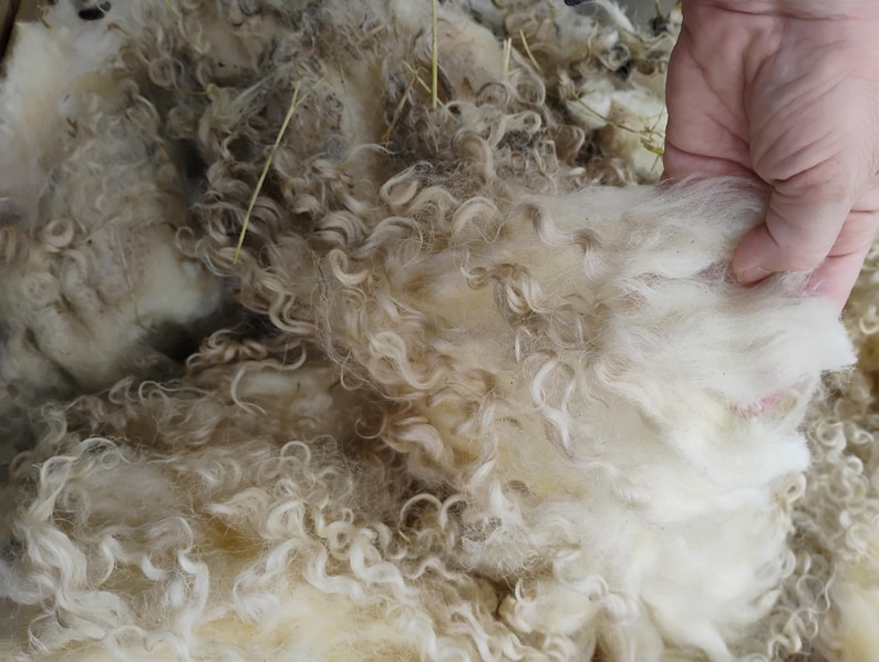 Wool Unprocessed RAW Unwashed Valias Blacknose Fleece Locks Average 5-6 Inches. Sold by ...