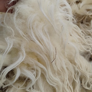 May include: Close-up of raw, off-white wool fibers. The wool has a soft, wavy texture with long, flowing strands. Some small pieces of debris are visible within the fibers. The wool appears to be unprocessed and ready for crafting.