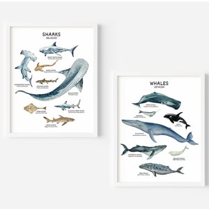 Whales and Sharks Prints, Ocean Sea Wall Art, Nautical Marine Animals Poster, Educational Prints, Sea Life Nursery Decor, DIGITAL DOWNLOAD