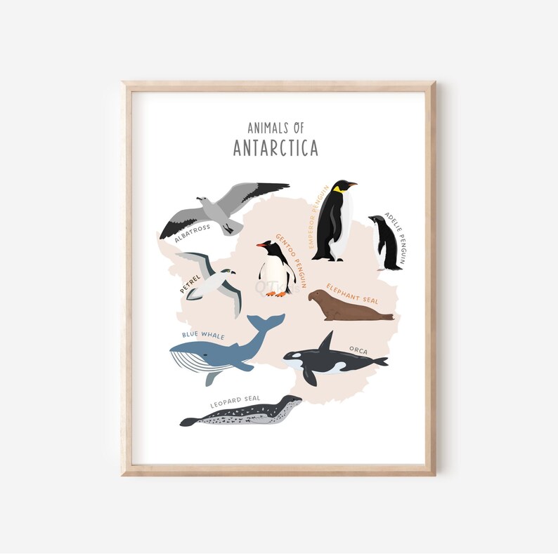Animals of the World Prints Set of 7 Educational Printable - Etsy