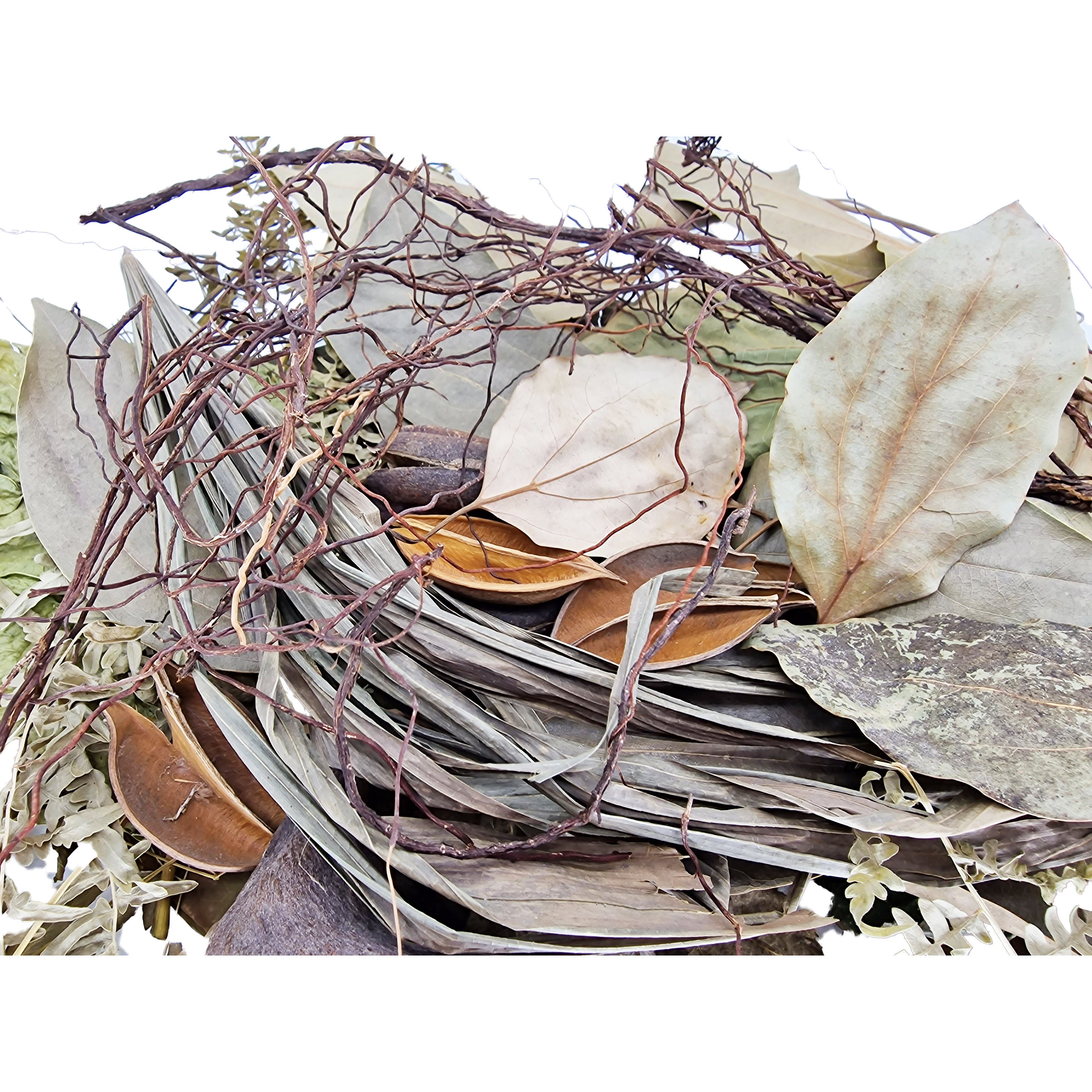 Aquarium Blackwater Aquascaping Betta Shrimp Biotope Bioactive ...