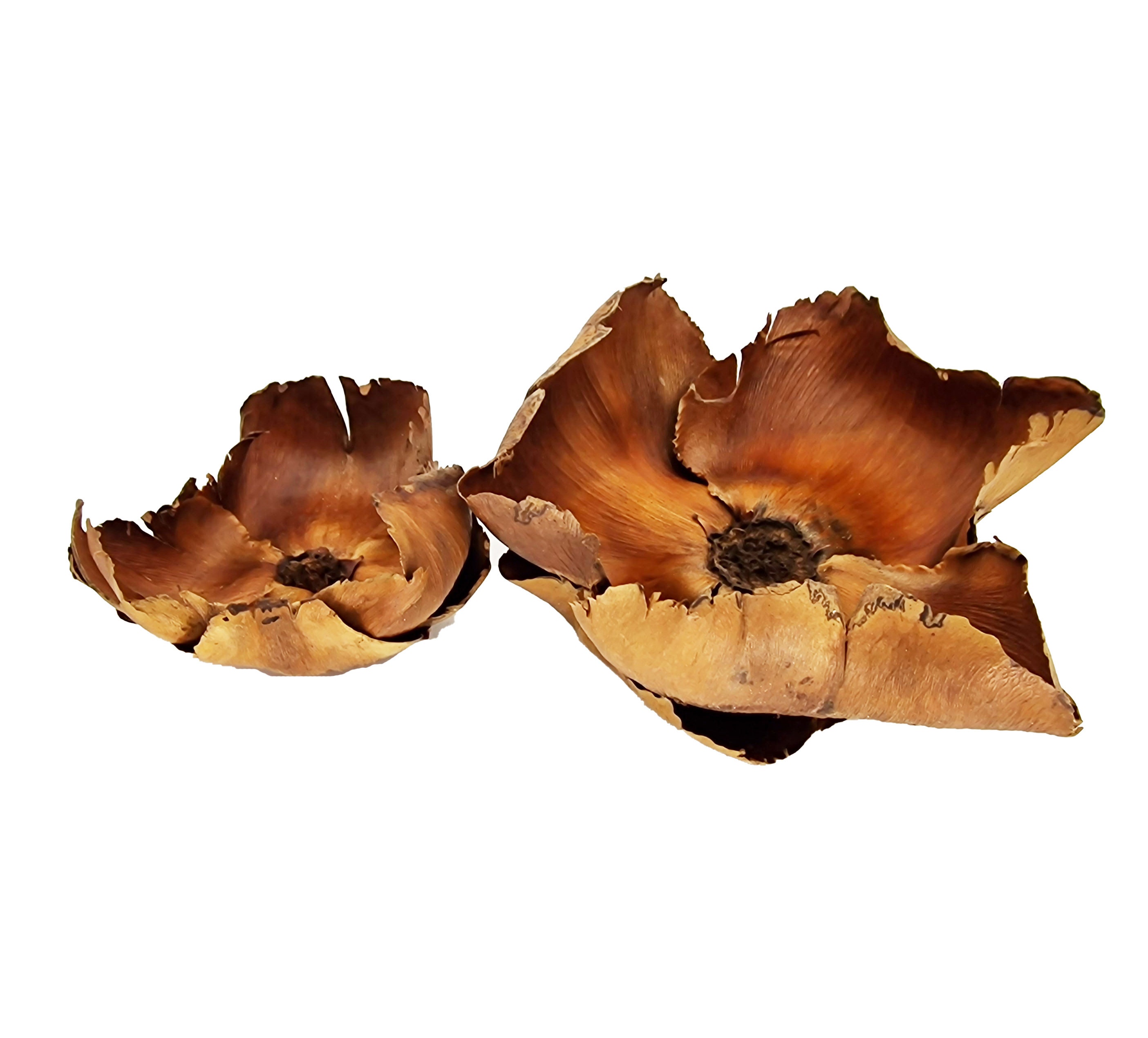 Aquarium Blackwater Aquascaping Betta Shrimp Biotope Bioactive Decor ...