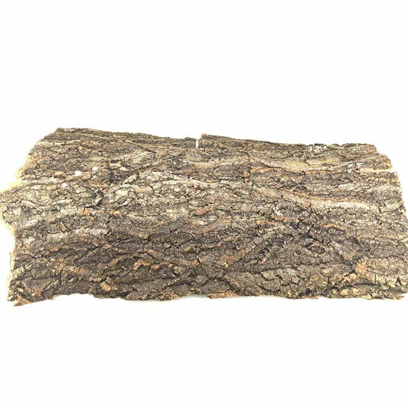 Aquarium Blackwater Aquascaping Hardscape Biotope Decor Terrarium