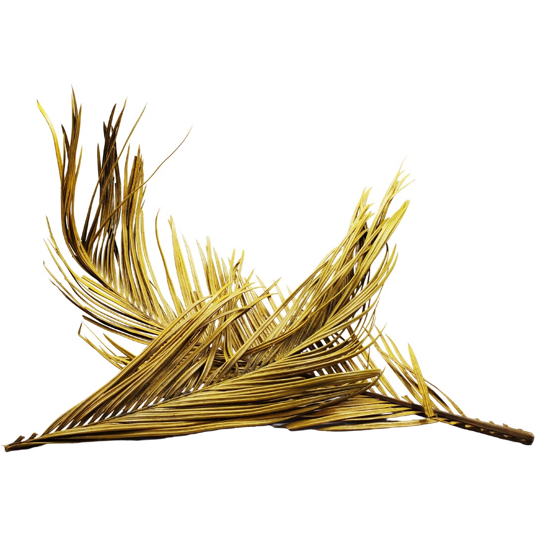 Aquarium Blackwater Aquascaping Betta Shrimp Apistogramma Biotope ...