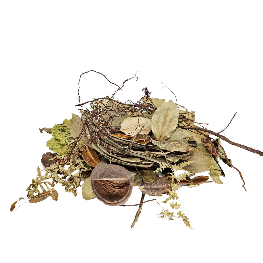 Aquarium Blackwater Aquascaping Betta Shrimp Biotope Bioactive ...