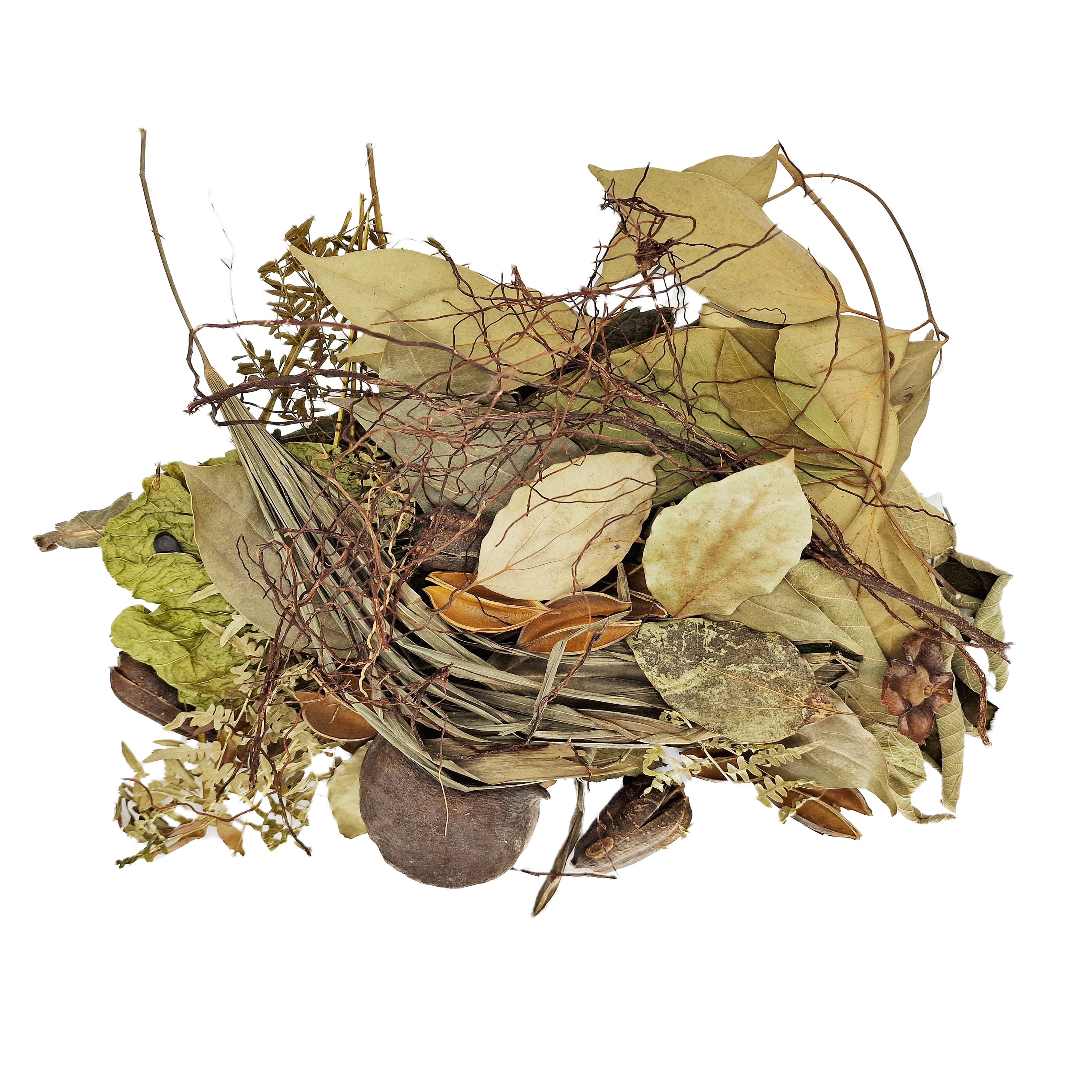 Aquarium Blackwater Aquascaping Betta Shrimp Biotope Bioactive ...