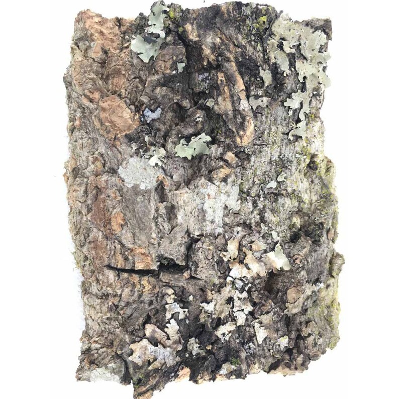 Aquarium Blackwater Aquascaping Hardscape Biotope Decor Terrarium