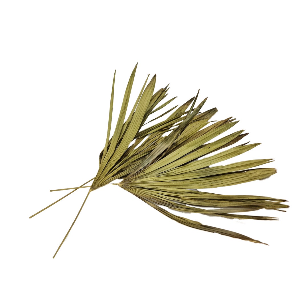 Aquarium Blackwater Aquascaping Betta Shrimp Apistogramma Amazon ...