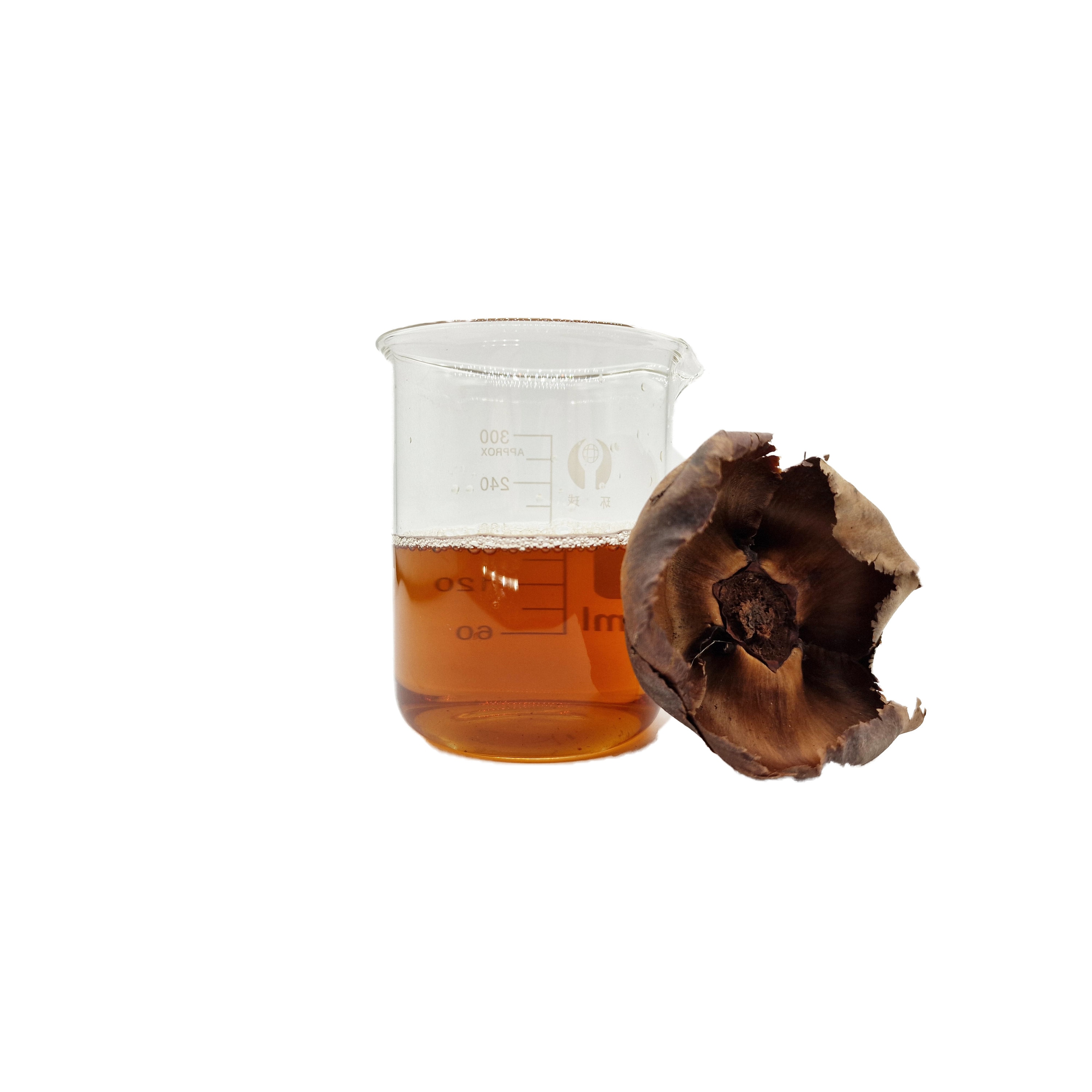 Aquarium Blackwater Aquascaping Betta Shrimp Biotope Bioactive Decor ...