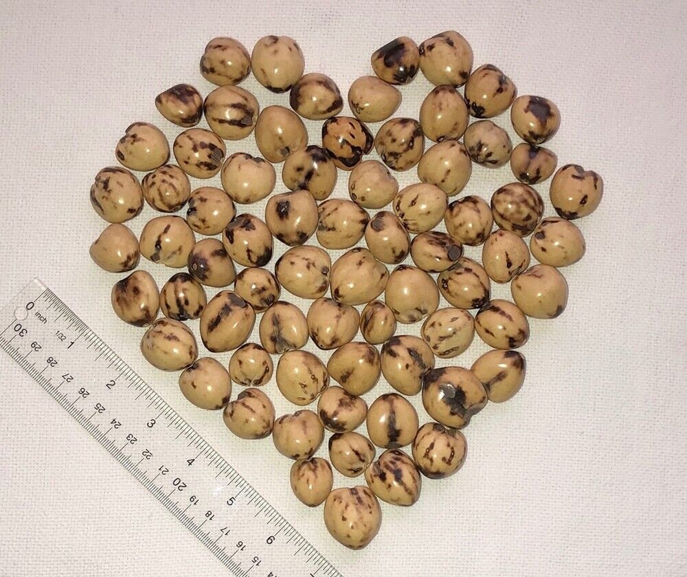 loose-kukui-nuts-etsy