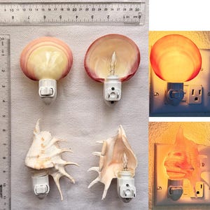 May include: Two seashell night lights with white plastic plugs. One is a smooth, rounded pink and cream shell, the other a spiky white shell. A ruler shows the rounded shell is 3 inches wide and the spiky shell is 4 inches tall when lit.