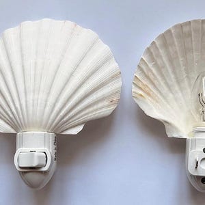 May include: Two white scallop shell night lights with a plastic plug-in base and a toggle switch. A clear ruler placed next to the items shows the shells measure approximately 12.7 cm in width. The right light features a visible light bulb.