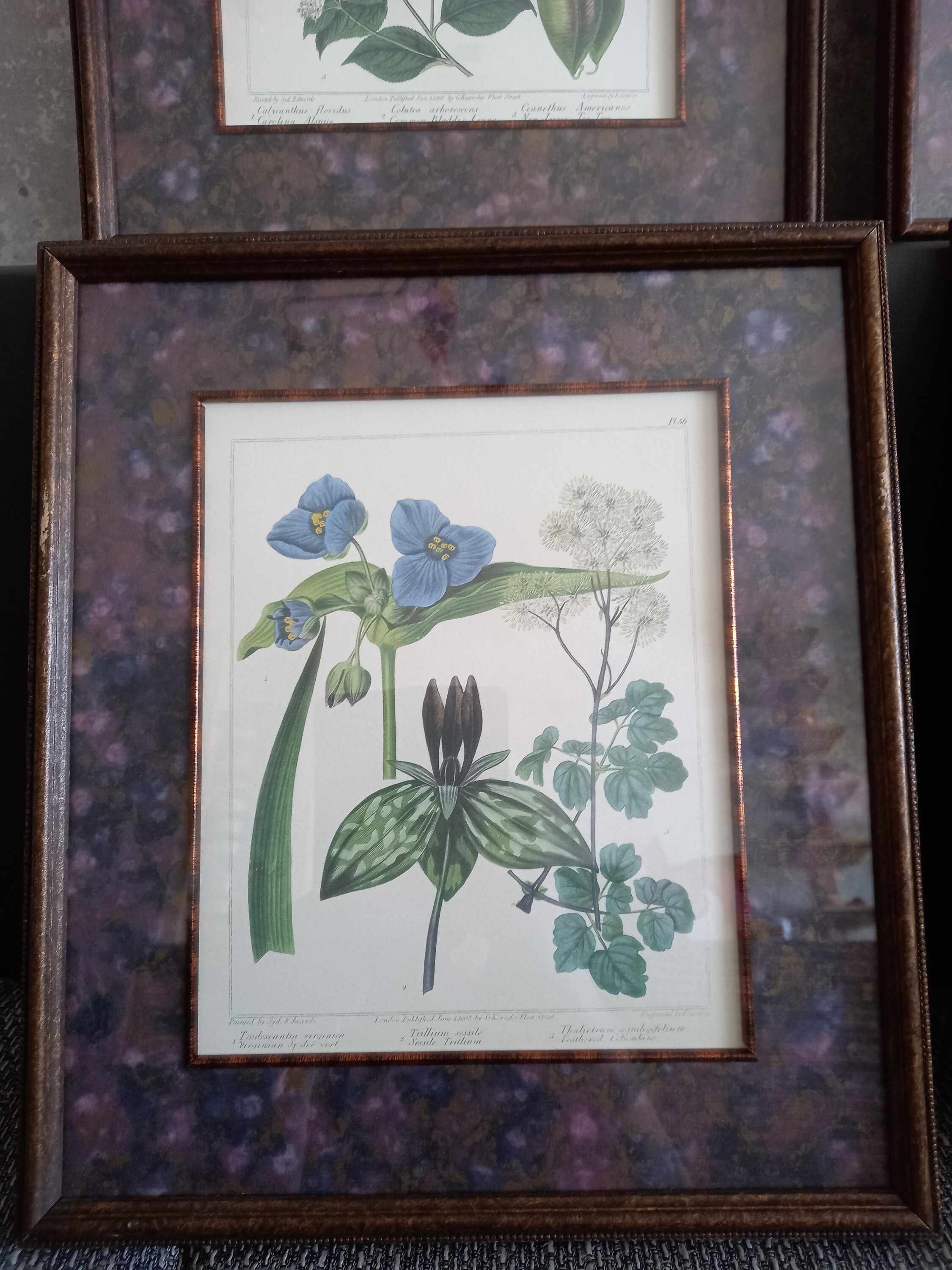 1846年 手彩色 銅版画 Edwards's Botanical Register no.35 ラン科