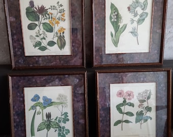 Sydenham Edwards Botanical Engravings: 1800s Antique Prints, Framed