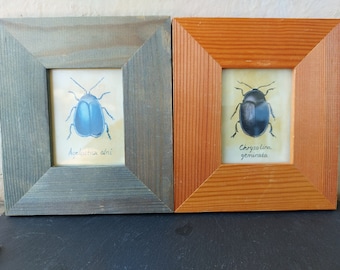 Drawings of beetles. Drawn in ink. Framed with glass. A unique handmade gift.