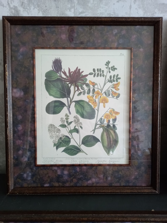 1846年 手彩色 銅版画 Edwards's Botanical Register no.35 ラン科